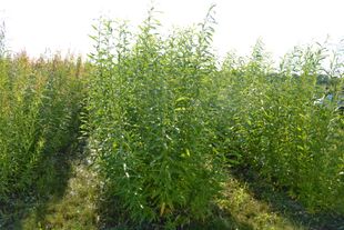 willow biomass growing in the field