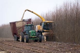 willow harvest using two-path harvesting system